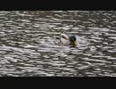 マガモの交尾　準備万端のメス