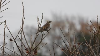 ツグミの鳴き声♪