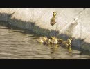 カルガモ親子のエフシー 成長記録【1日め】8ヒナ