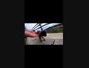 小さなサビ猫がちょっと甘えて来た#Shorts【野良猫】【感動猫】