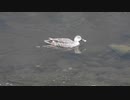 カルガモの鳴き声グワッグワッ