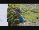 喧嘩で地面に激突したカワセミ