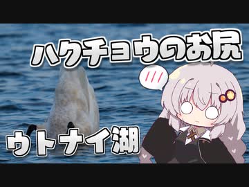 ウトナイ湖のハクチョウ 美しき翼に魅せられて＃2【野鳥観察】