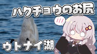 ウトナイ湖のハクチョウ 美しき翼に魅せられて＃2【野鳥観察】