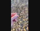 【4期】syamu_game 江田島でシーグラスを拾う