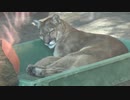 ピューマのマリー 大阪府天王寺動物園