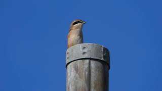 【野鳥の鳴き声】モズ（オス）