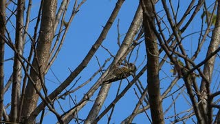 キツツキの鳴き声（コゲラ）