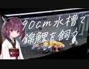 【VOICEROID解説】我が家の錦鯉水槽を紹介します【東北きりたん】