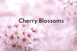 【KAITO】Cherry Blossoms【オリジナル】