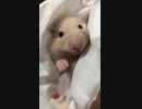 ハムスター