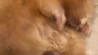 ハムスター