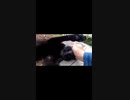 猫エンジン全開な黒猫は近所迷惑ギリギリレベルｗ#Shorts【野良猫】【感動猫】