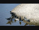 カラスのお食事、お魚編