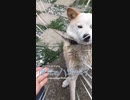 閃光のハサウェイ犬