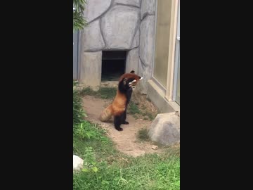 ホモと見る岩にビビるレッサーパンダ
