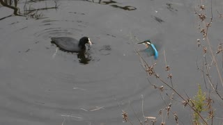 オオバン見てたら奇跡が起こった