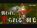 野鳥観察0605C④【羽をむしられた母】父は意味無し？　#カルガモ親子　#カルガモ　#身近な生き物語