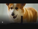 Dog Vomiting When It Is Necessary To Go To Vet