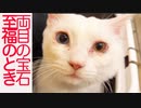 オッドアイの宝石猫、猫エステで至福のとき