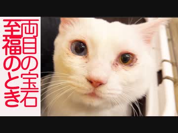 オッドアイの宝石猫、猫エステで至福のとき