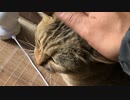 １日お留守番してもらいました
