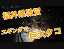 【釣り動画】福井敦賀に行くと毎回巨大タコが釣れちゃいます！エギングでタコ釣り