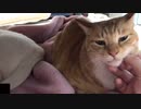 そっけない猫2人