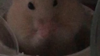 ハムスター