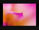【NNIオリジナル】Tou-Gen-Kyo
