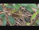 スズメに似た小鳥。アオジの鳴き声（地鳴き）