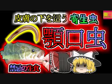 【2002年】皮膚の下で蠢く何か…謎の奇病に苦しめられた主婦 原因はブラックバス？『顎口虫症の危険』【ゆっくり解説】