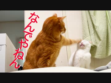 ウチューネコによるお肉強奪事件勃発！