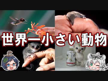 可愛すぎる！世界一小さい動物【ゆっくり解説】