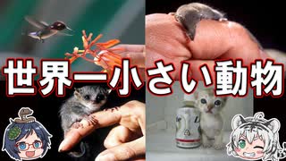 可愛すぎる！世界一小さい動物【ゆっくり解説】