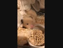 ハムスター