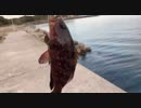 高級魚をバカスカ釣ったｗ
