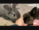 【ウサギ】うさうさざつだん　十一月号【琴葉茜】