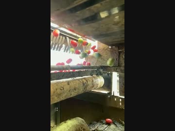 ホモと見るトマトの仕分けマシン