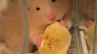 ハムスター