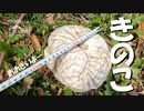 【第79回】キノコと空気とヲタク
