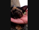 猫島のサビ猫にゴロゴロ音を出させてみた#Shorts【野良猫】【感動猫】