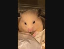 ハムスター