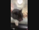 クロクマハムスター