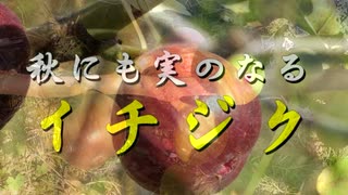 秋にも実のなる　イチジク