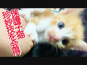 保護メス子猫、先代子猫の珍妙技を受け継ぐ