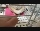 【うさね】雑な談。2022年11月27日