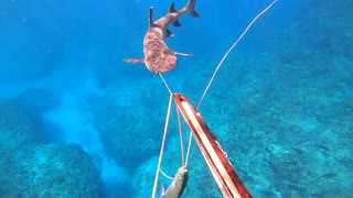 【魚突き】奄美大島 2021年9月19日