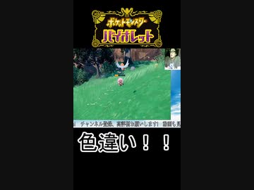 ポケモンSVストーリー序盤で色違いに遭遇する男！