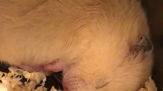 ハムスター